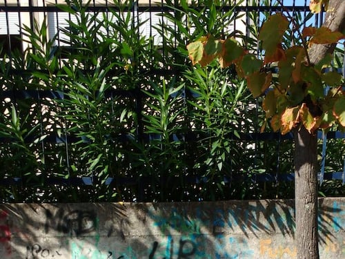 Salerno, Fdi all'attacco: "Quartieri periferici abbandonati"