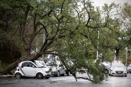 Maltempo a Roma, alberi caduti in tutta la città 9