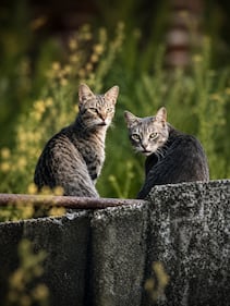 La colonia felina nel palazzo sforzesco di Milano 22