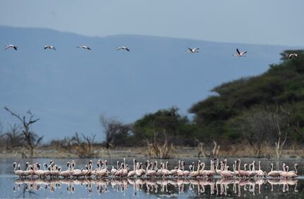 La magia dei fenicotteri rosa in Kenya 10