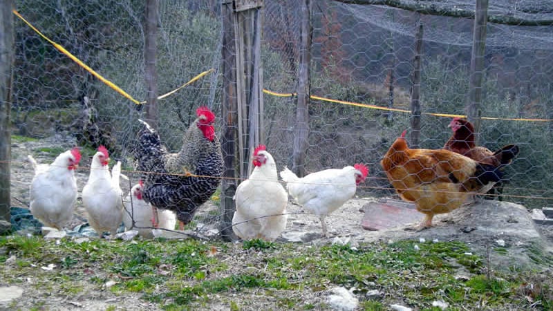Sesso con una gallina. Processo a un pensionato