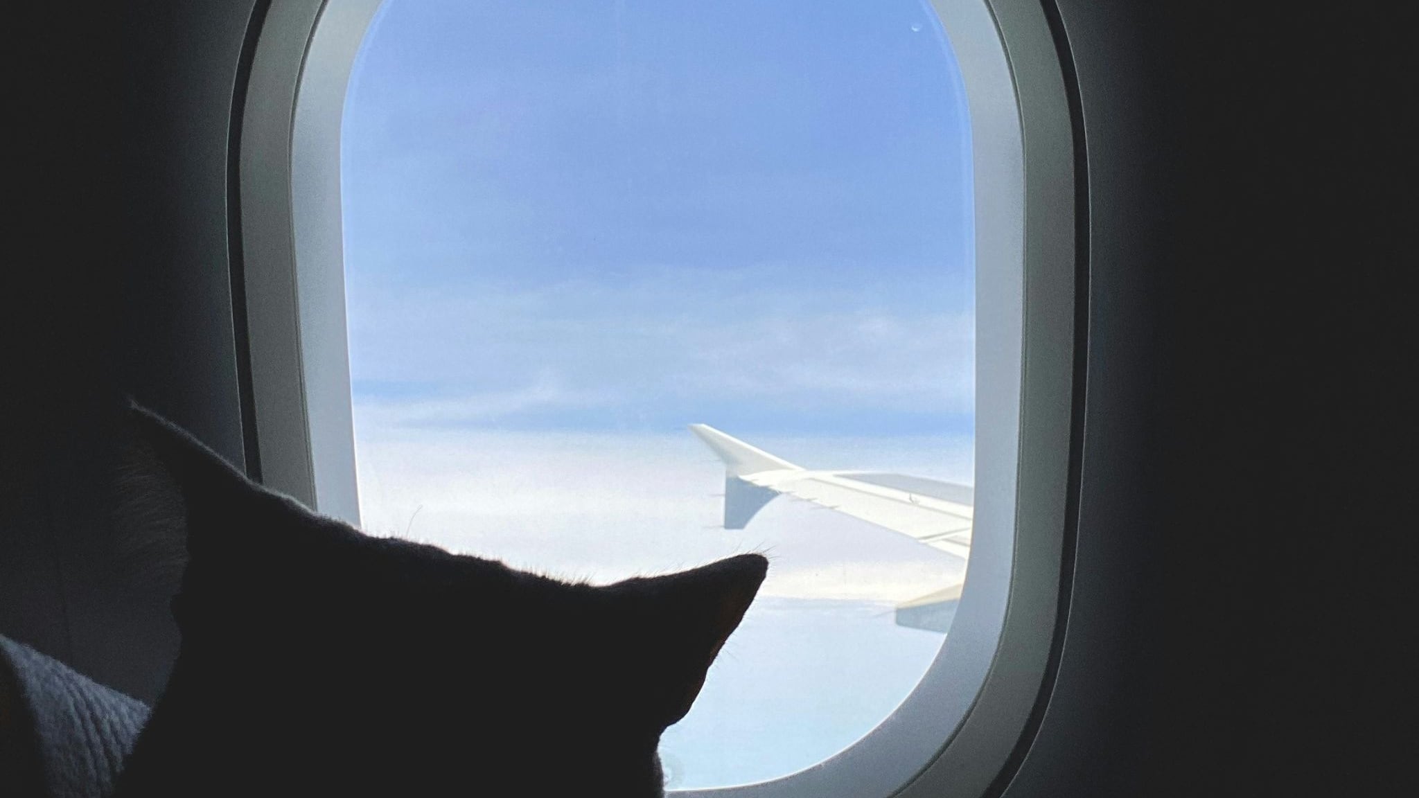 Animali sull'aereo