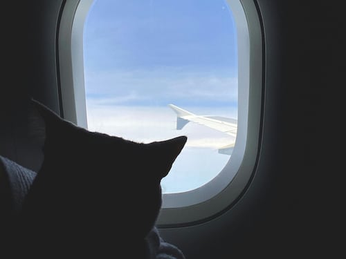 Estate con i nostri amici a quattro zampe: oltre 6 milioni di italiani in vacanza con cani e gatti