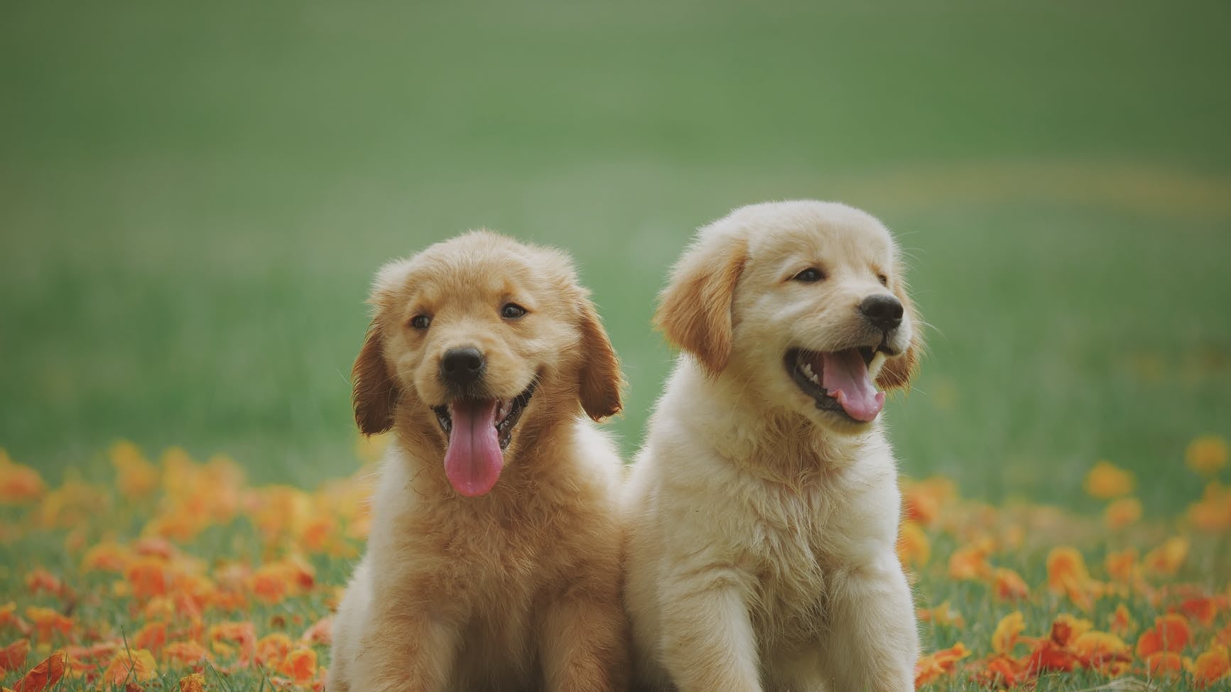 Una caccia al tesoro per cani e padroni