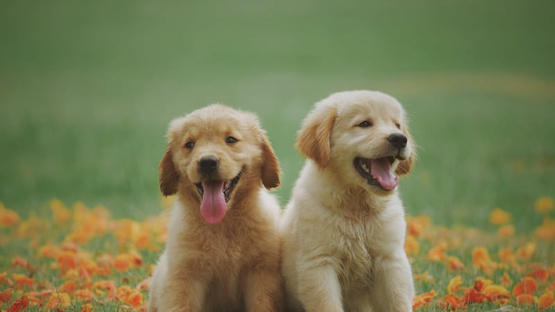 Gadget, spa & c. Se i lussi estremi umanizzano i nostri animali