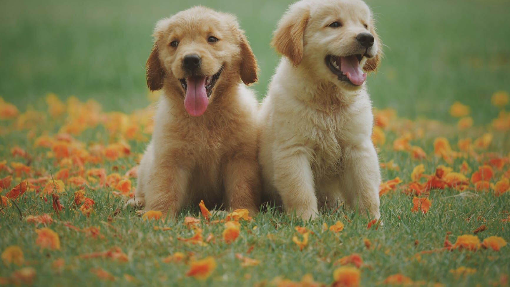 Una caccia al tesoro per cani e padroni