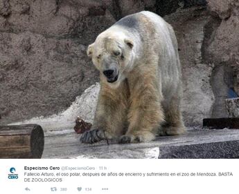 Morto Arturo, l'orso più triste del mondo 8