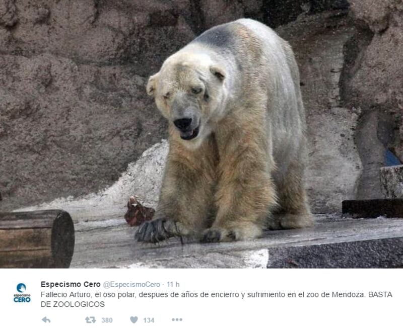 Morto Arturo, l'orso più triste del mondo 8