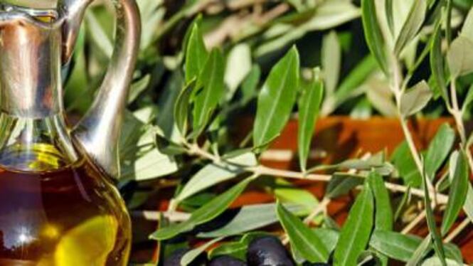 Xylella, si contano i danni: giù la produzione di olio pugliese