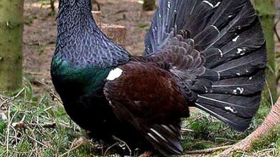 Uccise il gallo cedrone: ma fu "legittima difesa"