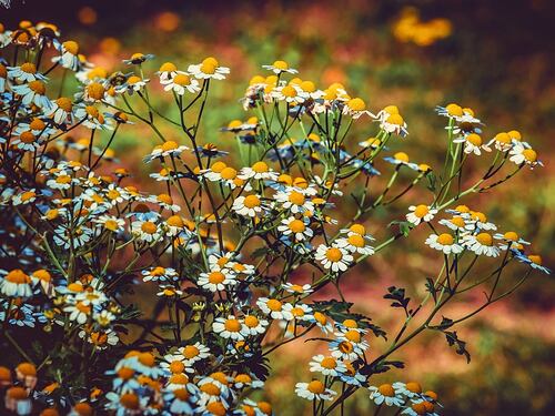 Gli analgesici naturali: cosa sono e come agiscono