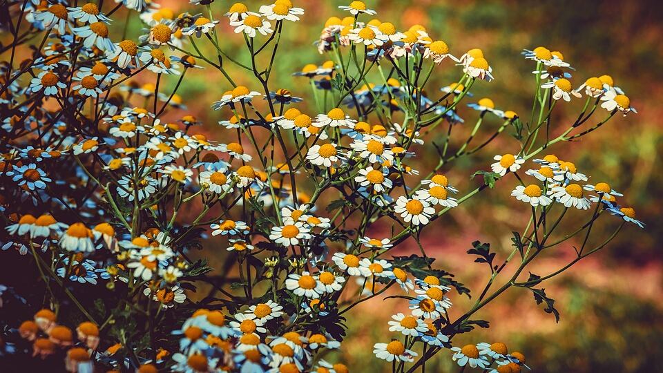 Gli analgesici naturali: cosa sono e come agiscono