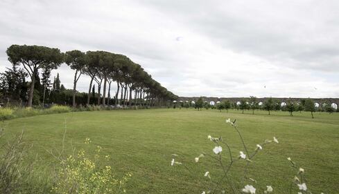 Le meraviglie di Roma: i pini marittimi in città 20
