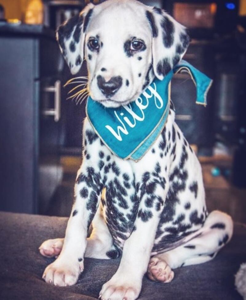 Il cucciolo di Dalmata che intenerisce il web 6