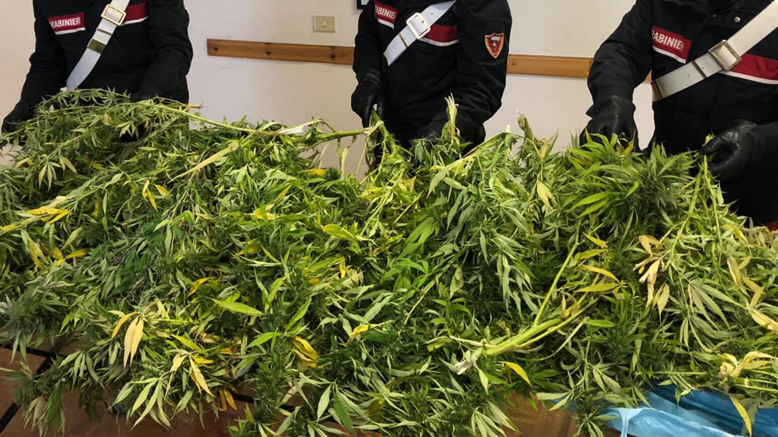 San Patrignano critica la Cassazione sulla cannabis: "Ora sembrerà innocua"