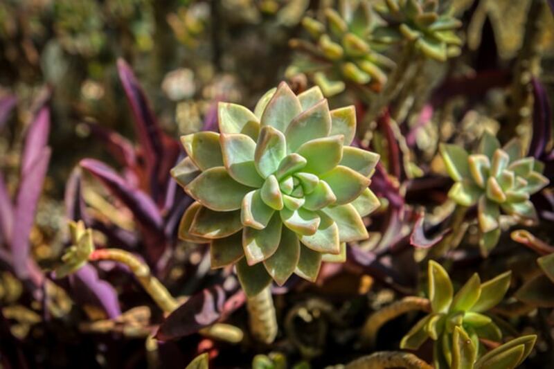Sedum palmeri