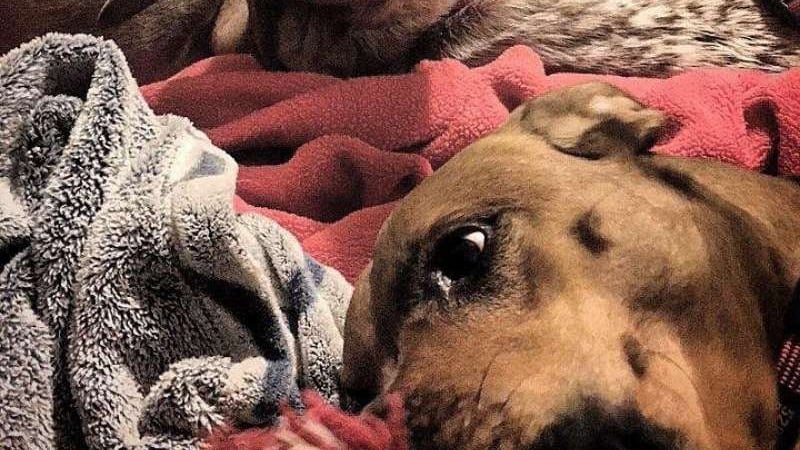 L'illusione ottica del cane che sta facendo impazzire il web