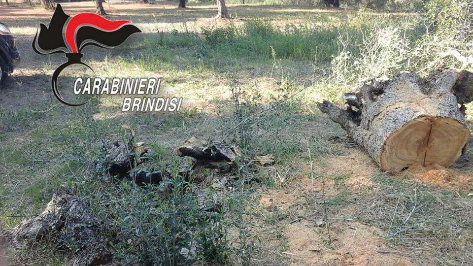 Incendi nelle campagne brindisine, l'attività di contrasto dei Carabinieri