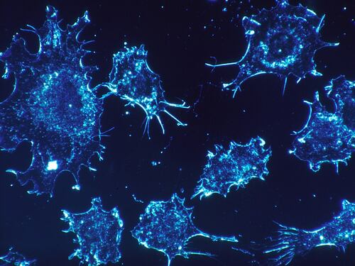 Immunoterapia per i tumori. Italiana la scoperta della svolta