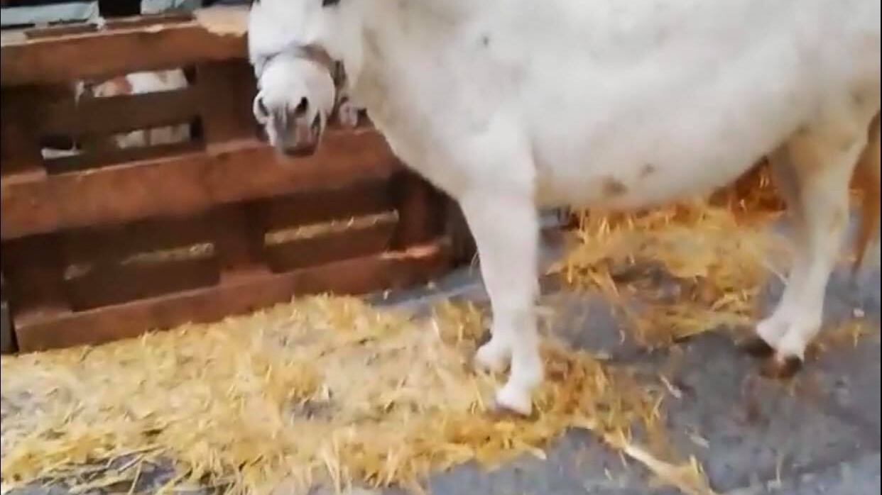 Animali del presepe vivente affamati e al freddo: la denuncia della garante
