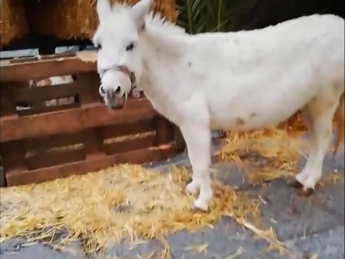 Animali del presepe vivente affamati e al freddo: la denuncia della garante