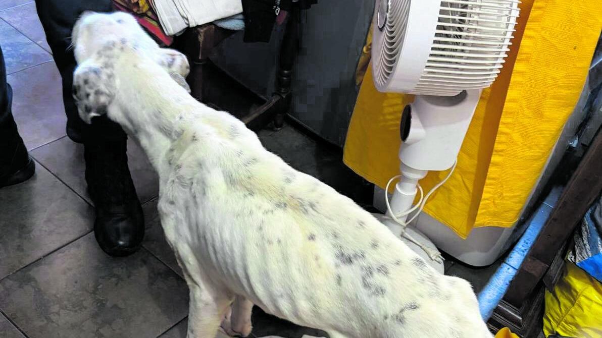 Cane ferito e denutrito salvato dalle guardie volontarie zoofile