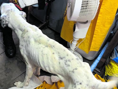 Cane ferito e denutrito salvato dalle guardie volontarie zoofile