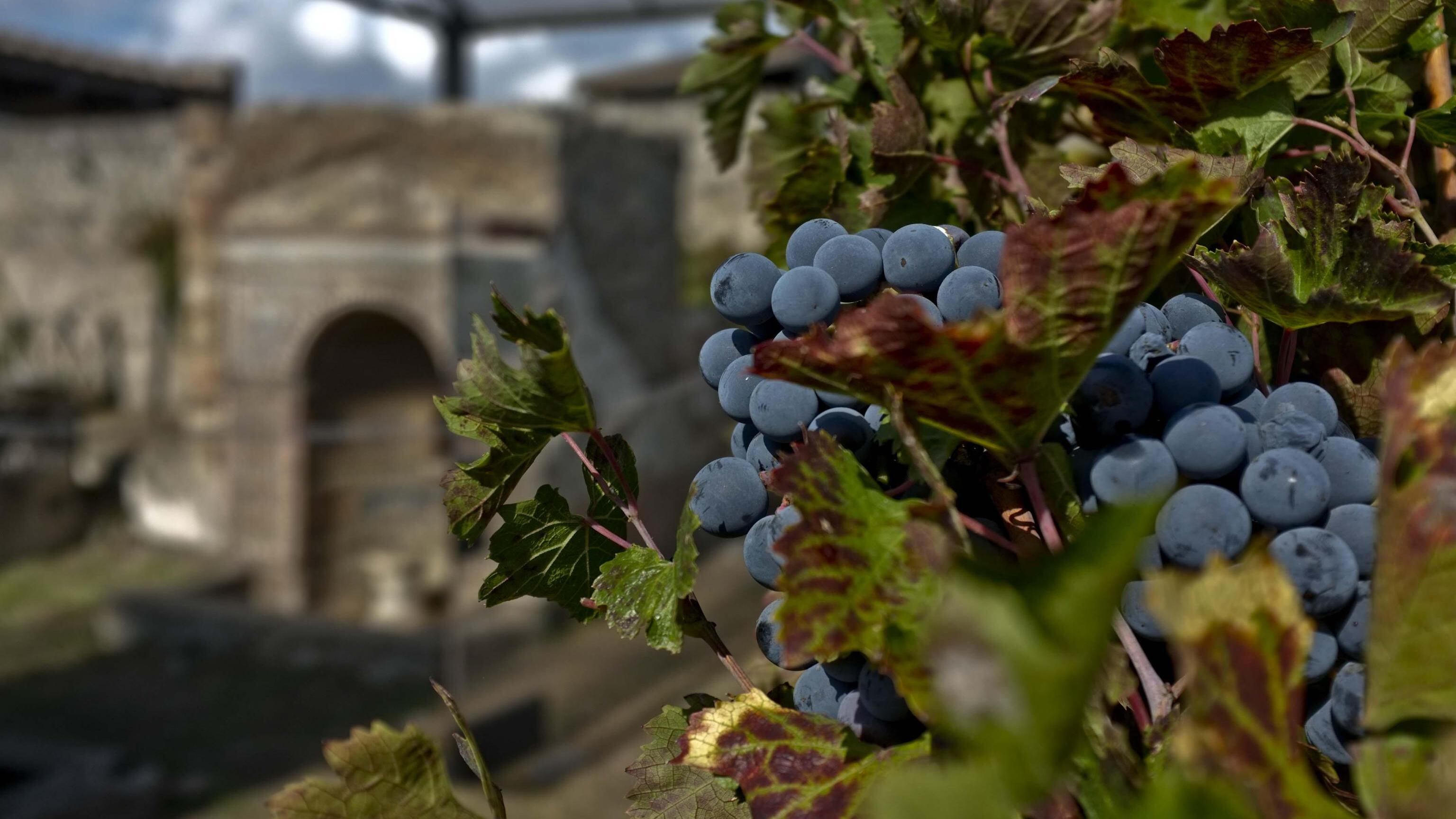 Non beviamo più E il vino rischia la fine dell'auto