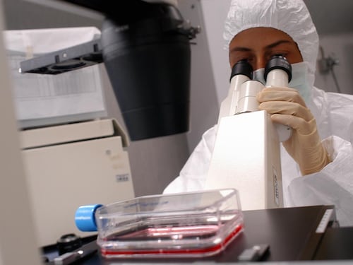 WorldPride, timori autorità sanitarie per la dermatofilosi, cos'è e come si trasmette