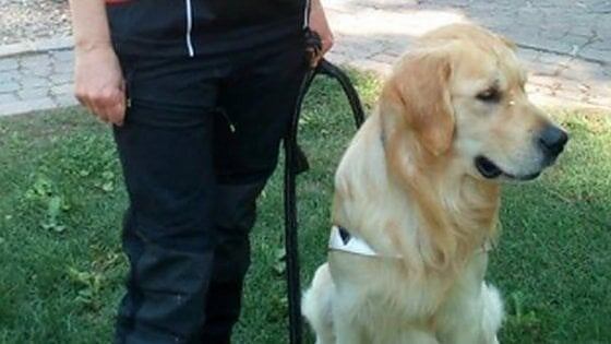 Buddy, ti hanno tradito. Muore avvelenato il cane salva-uomini