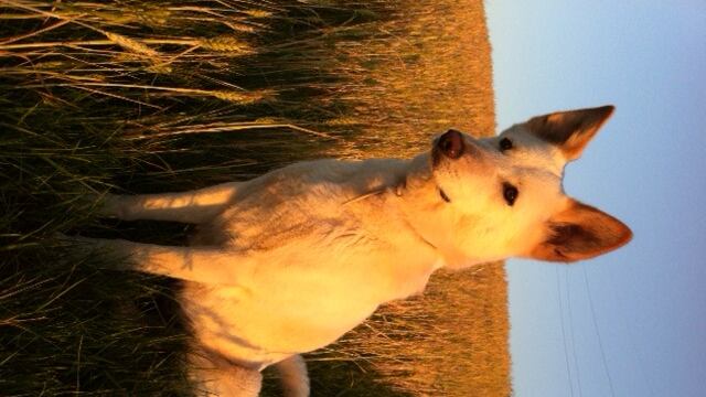 La bella parabola del cane della Bibbia Che rinasce in Italia