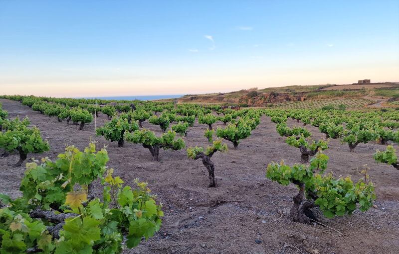 Mare, vigneti e tradizioni: il tesoro di Pantelleria 5