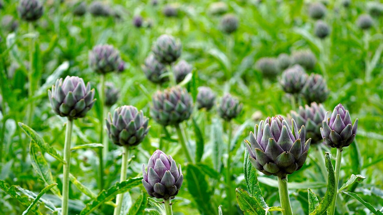 Colesterolo alto? I rimedi naturali per contrastarlo