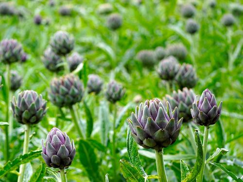 Colesterolo alto? I rimedi naturali per contrastarlo