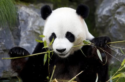 Il parco di Chimelong mette in mostra i panda 14