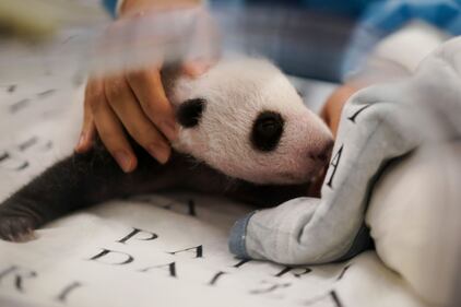 Belgio, i panda gemelli nati al Pairi Daiza 3