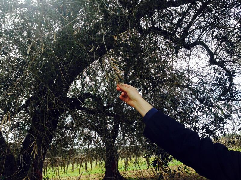 Xylella, ruspe negli uliveti di Oria. Gli ambientalisti tentano il blocco 4