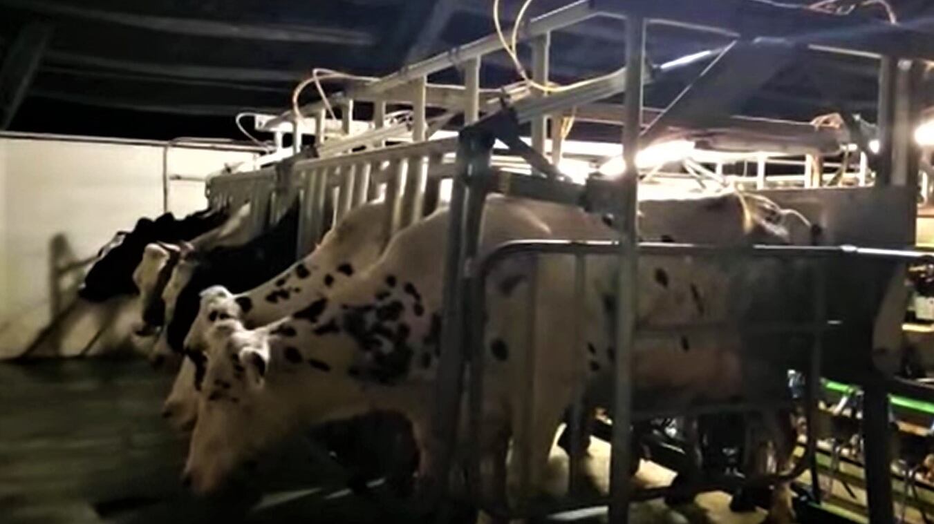 Animali decapitati e mutilati, la paura dei rituali satanici o del maniaco