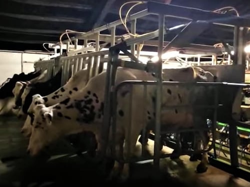 Animali decapitati e mutilati, la paura dei rituali satanici o del maniaco