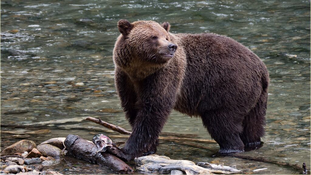Uomini e animali insieme La sfida (vinta) dell'Abruzzo