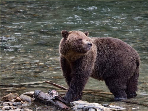 Usa, un giudice blocca Trump: stop alla caccia agli orsi grizzly