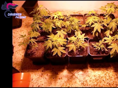 La famiglia con il "pollice verde": piantagione di marijuana in casa