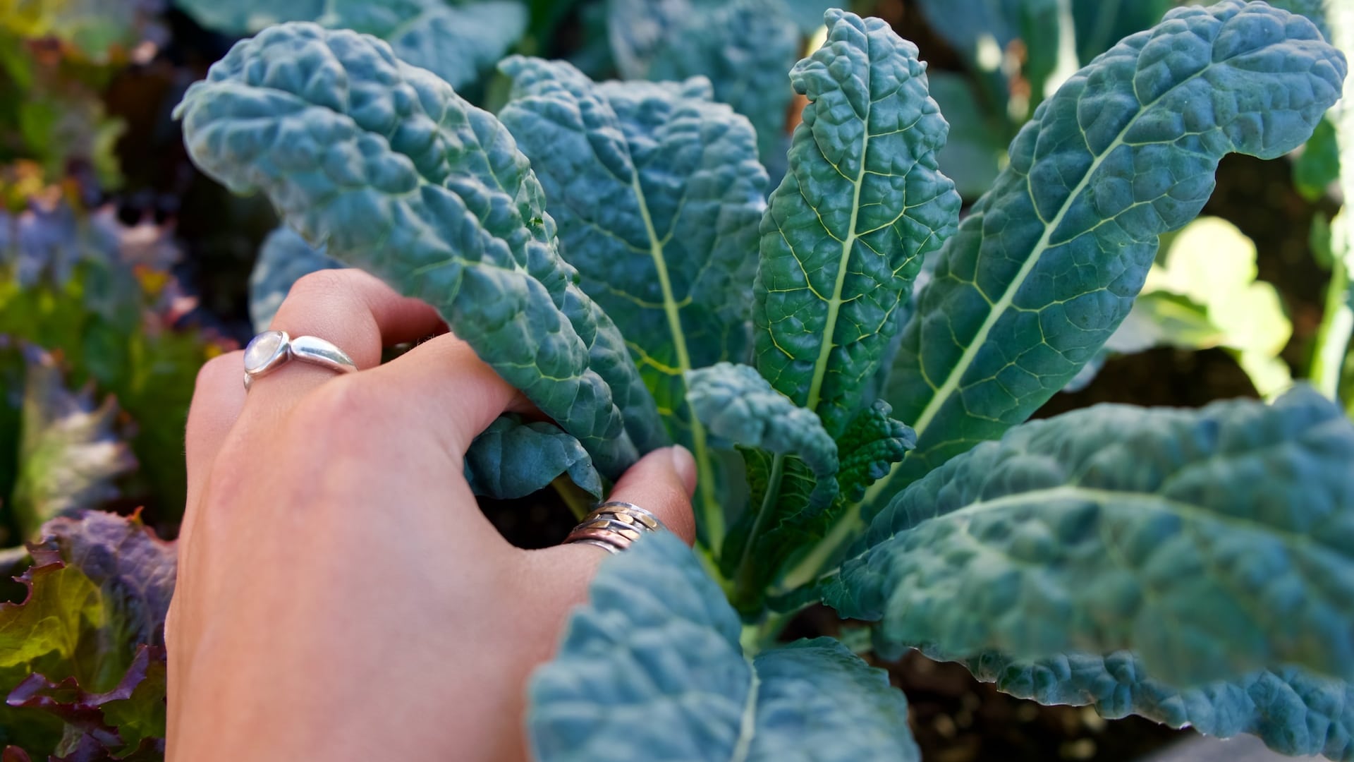 Cavolo nero, il superfood invernale