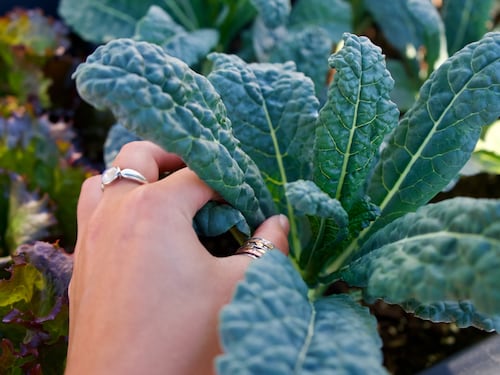 Cavolo nero, il superfood invernale