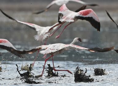 La magia dei fenicotteri rosa in Kenya 20