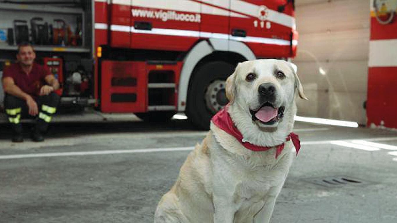 Ruben, la mascotte dei Vigili del fuoco non c’è più