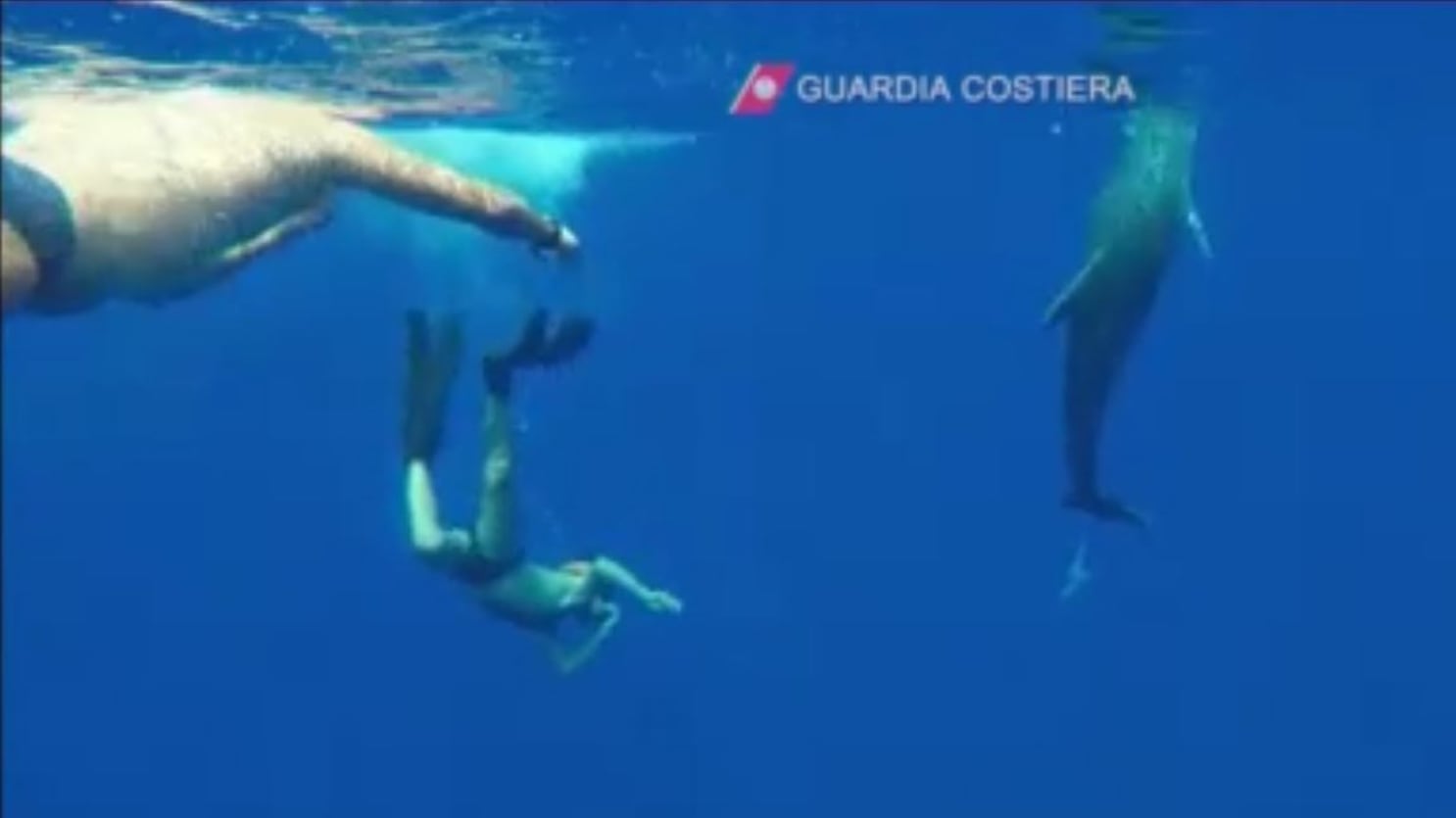 I "buonisti" usano un delfino per insultare la Guardia Costiera