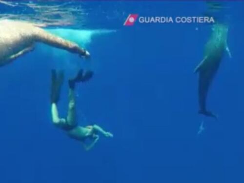 I "buonisti" usano un delfino per insultare la Guardia Costiera