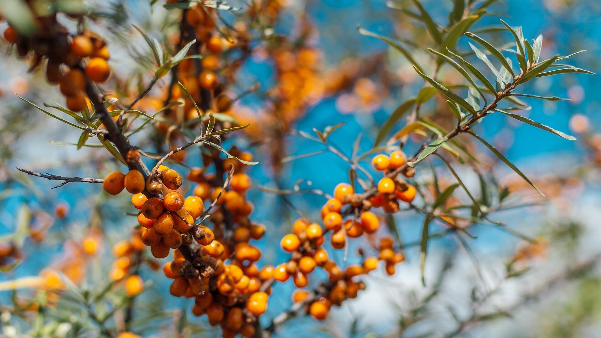 Olivello spinoso, proprietà e benefici preziosi