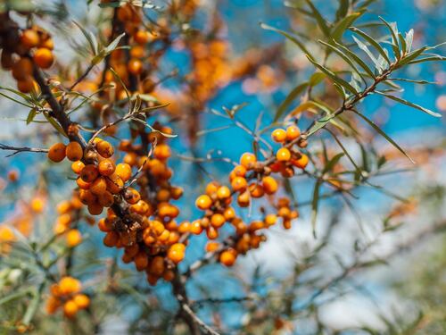 Olivello spinoso, proprietà e benefici preziosi